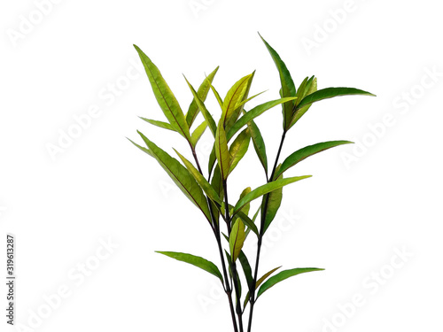 Green leaf or green leaves on white background. Justicia Fragilis leaf or justicia gendarussa leaves Isolated on white background.