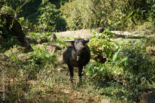 Black water buffaloes in the herd standing and eating plants outdoor in Thailand