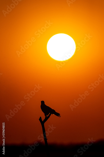 bird silhouette sunset and colors in sky beauty in nature at tal chhapar sanctuary, rajasthan, india © Sourabh