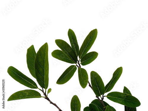 Tree with green leaves. The name of the plant is Annona squamosa. Sugar apple leaf on white background.