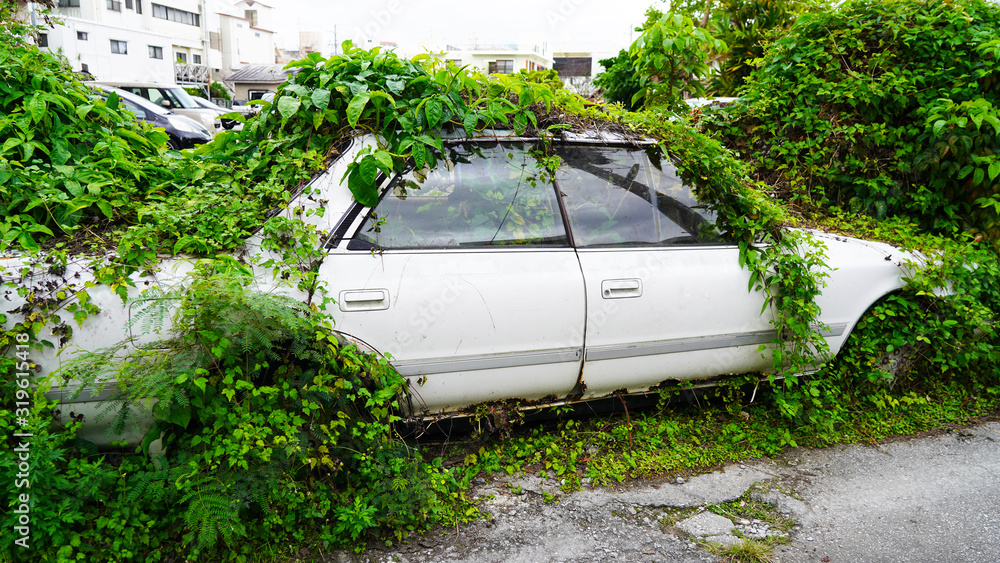 Abandoned on the side of the road, cars overgrown with ivy green plants