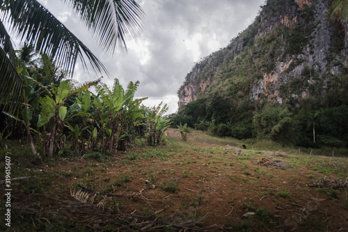 Landscape views in Vinales  Cuba. 