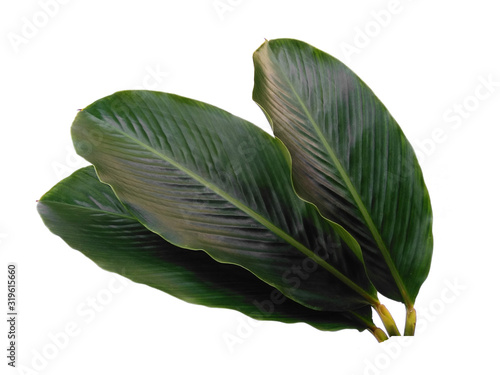 Red Ginger leaves or Alpinia purpurata leaf on white background. Green leaf isolated on white background.
