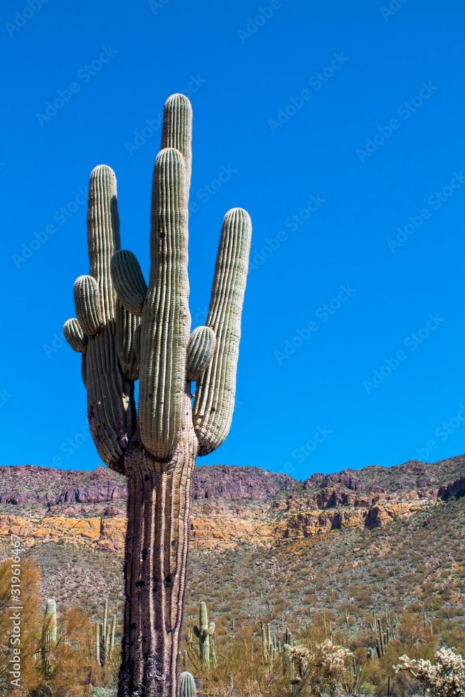 cactus in the desert