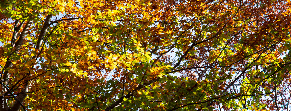 Crohn autumn forest over his head Crohn autumn forest over his head