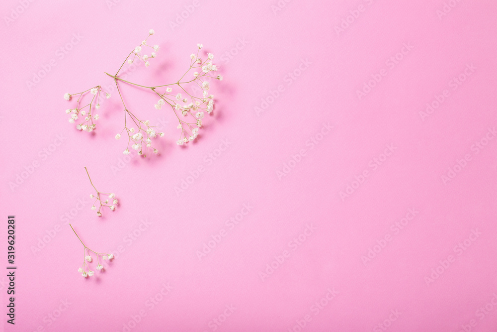 gypsophila flowers on pink paper background
