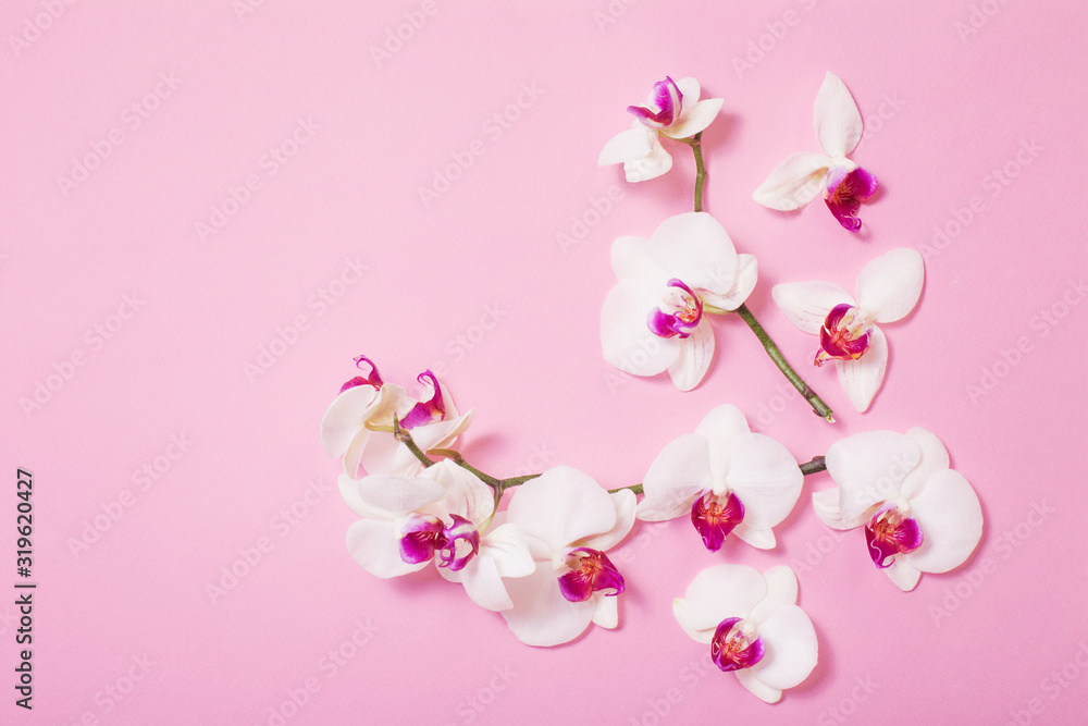 white orchid flowers  on pink paper background