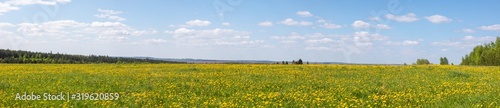 summer floral landscape with yellow wildflowers