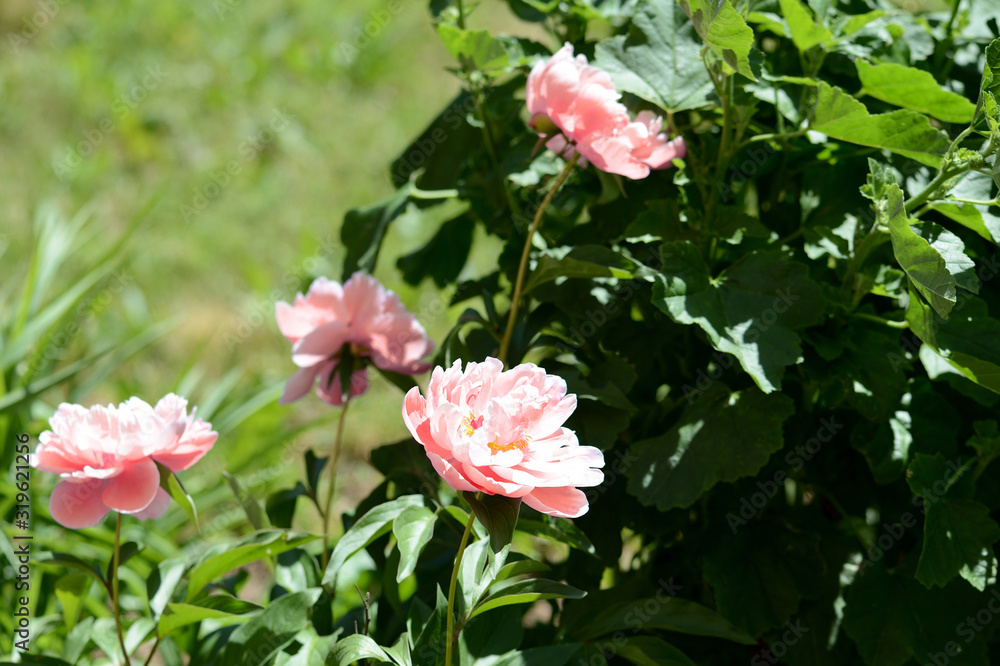 Beautiful peony flowers in the summer garden lit by the bright sun Beautiful peony flowers in the summer garden lit by the bright sun