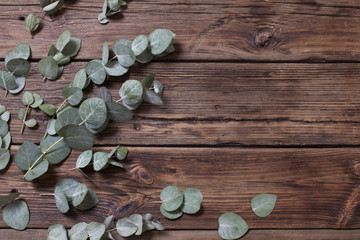 eucalyptus on old dark wooden background