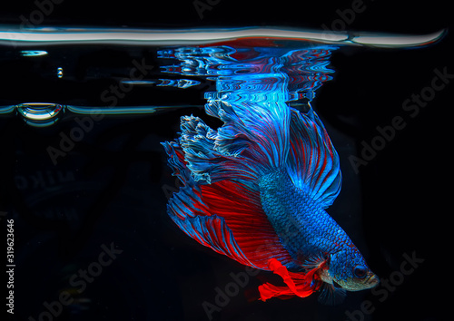 Close up of Blue Betta fish with open mouth in fish tank. Beautiful Siamese fighting fish gasping air, Betta Fish breathing at the water surface, Reflection of Betta splendens on black background.