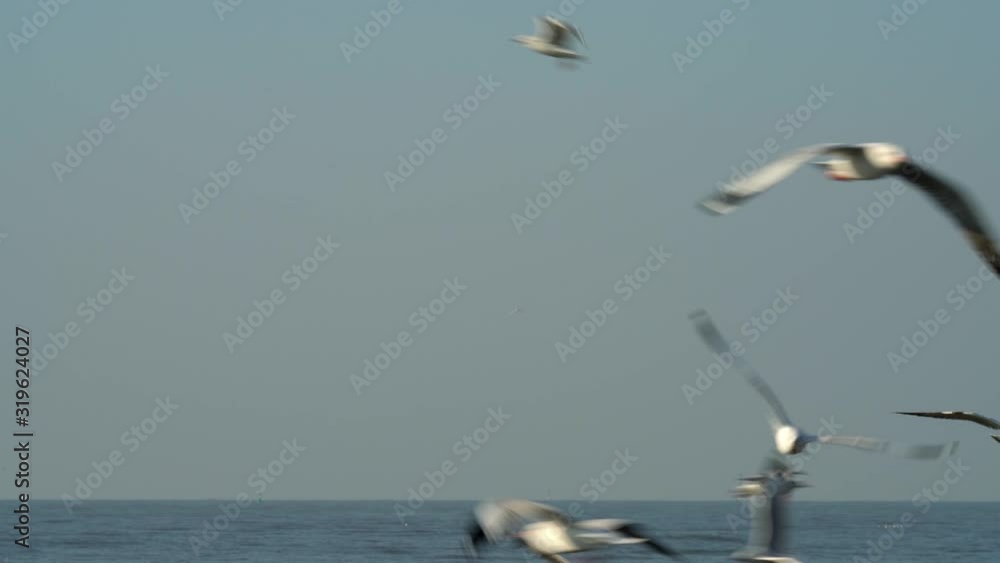 Flock of Seagulls flying with sky and sea background Flock of Seagulls flying with sky and sea background