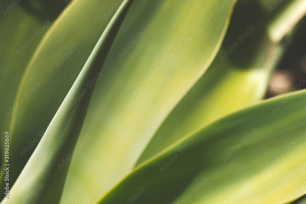 Close up of green agave plant leaves in warm summer light Close up of green agave plant leaves in warm summer light
