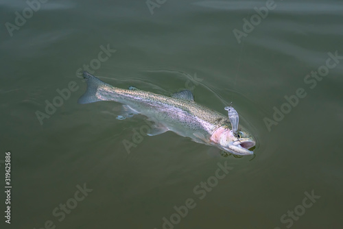 Area trout fishing. Caught salmon fish in water