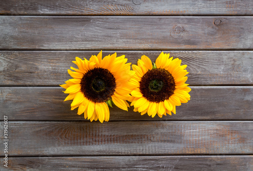 Sunflowers - two flowers - on dark wooden background top-down