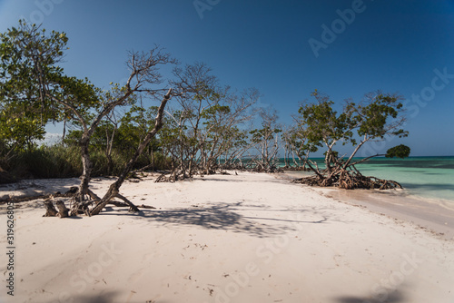 Mangroves on a beach in Cuba. 