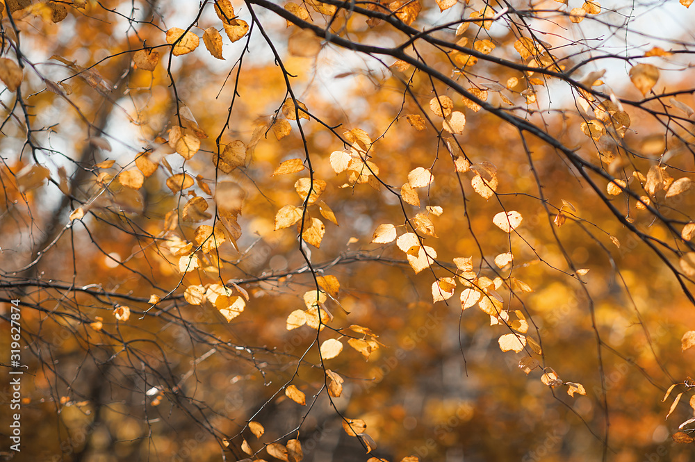 beautiful vibrant orange maple tree branches in warm sunny autumn beautiful vibrant orange maple tree branches in warm sunny autumn
