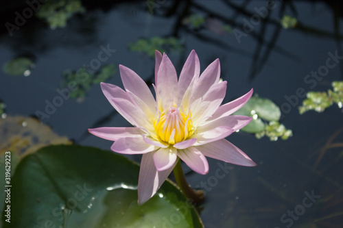 Beautiful and natural.  pink water lily in pond