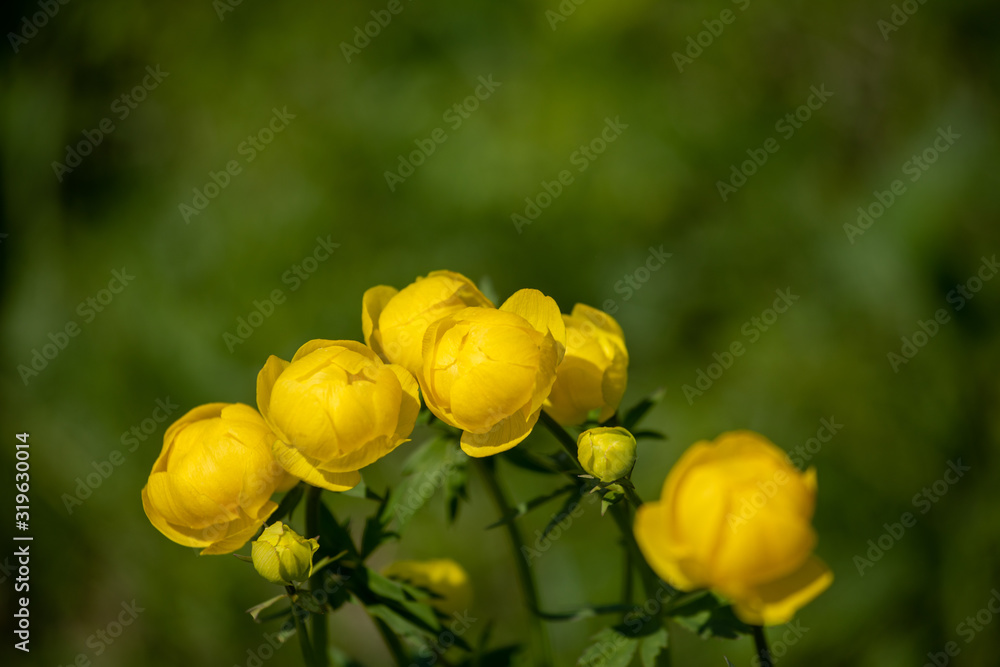 floral landscape with yellow flowers of a swimsuit floral landscape with yellow flowers of a swimsuit
