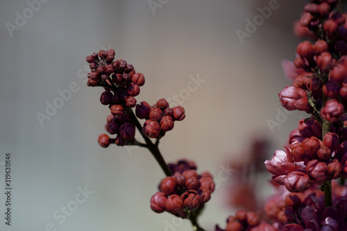 Dark red lilac blossoms in the spring garden. Natural floral background