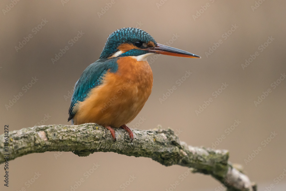 Fototapeta premium Common Kingfisher (Alcedo atthis)