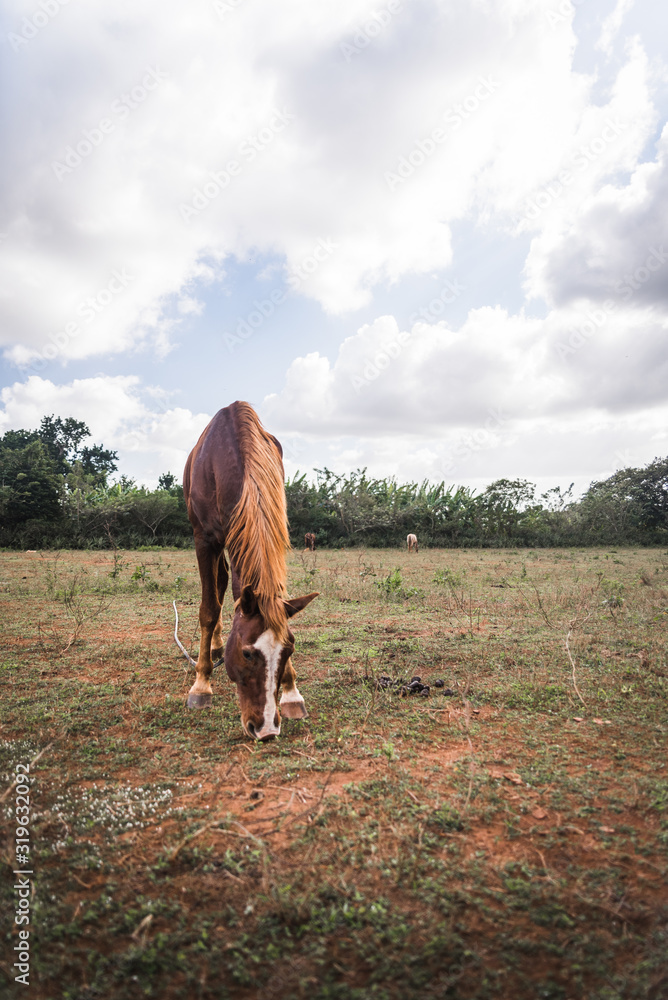 A Horse on a farm in Vinales, Cuba. 