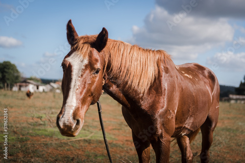 A Horse on a farm in Vinales  Cuba. 