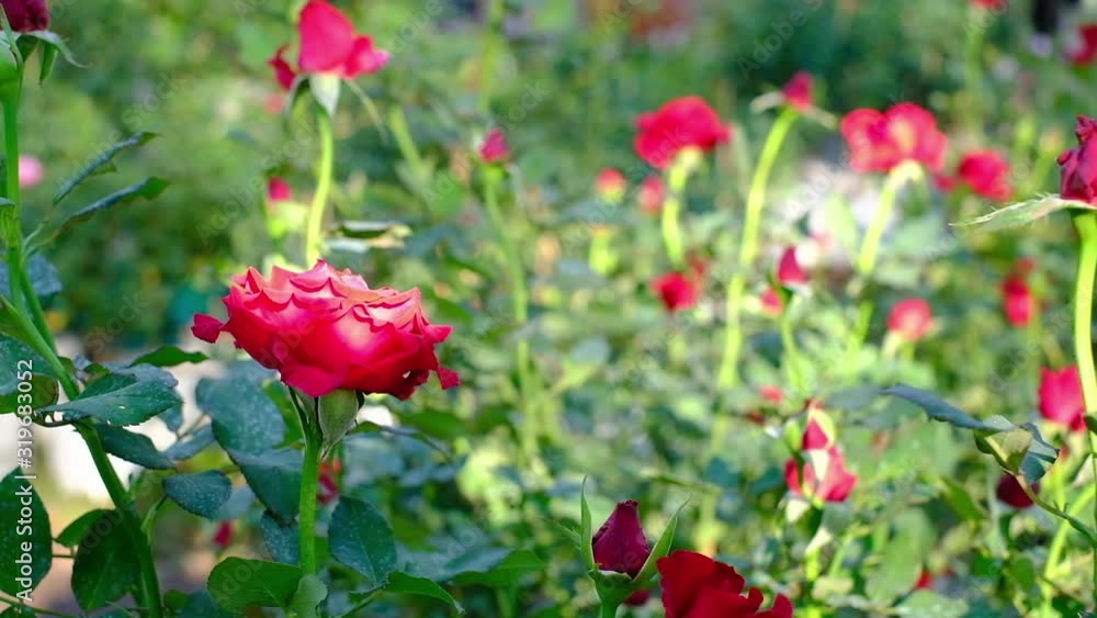 Beautiful red roses booming in garden Beautiful red roses booming in garden