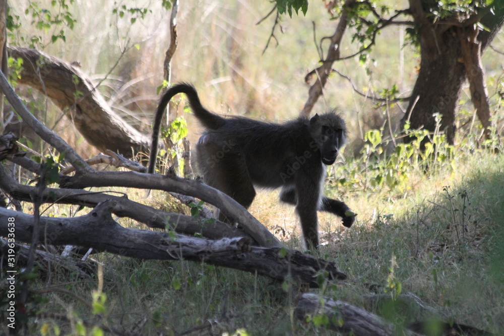 Naklejka premium Baboon monkeys savanna africa mammal