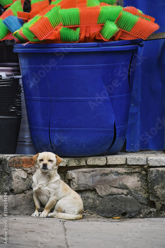 大きな青い樽と物憂げな犬　Processed with VSCO with fp4 preset photo