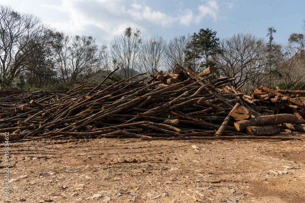 Large piles of cut pine wood stacked in the wild
