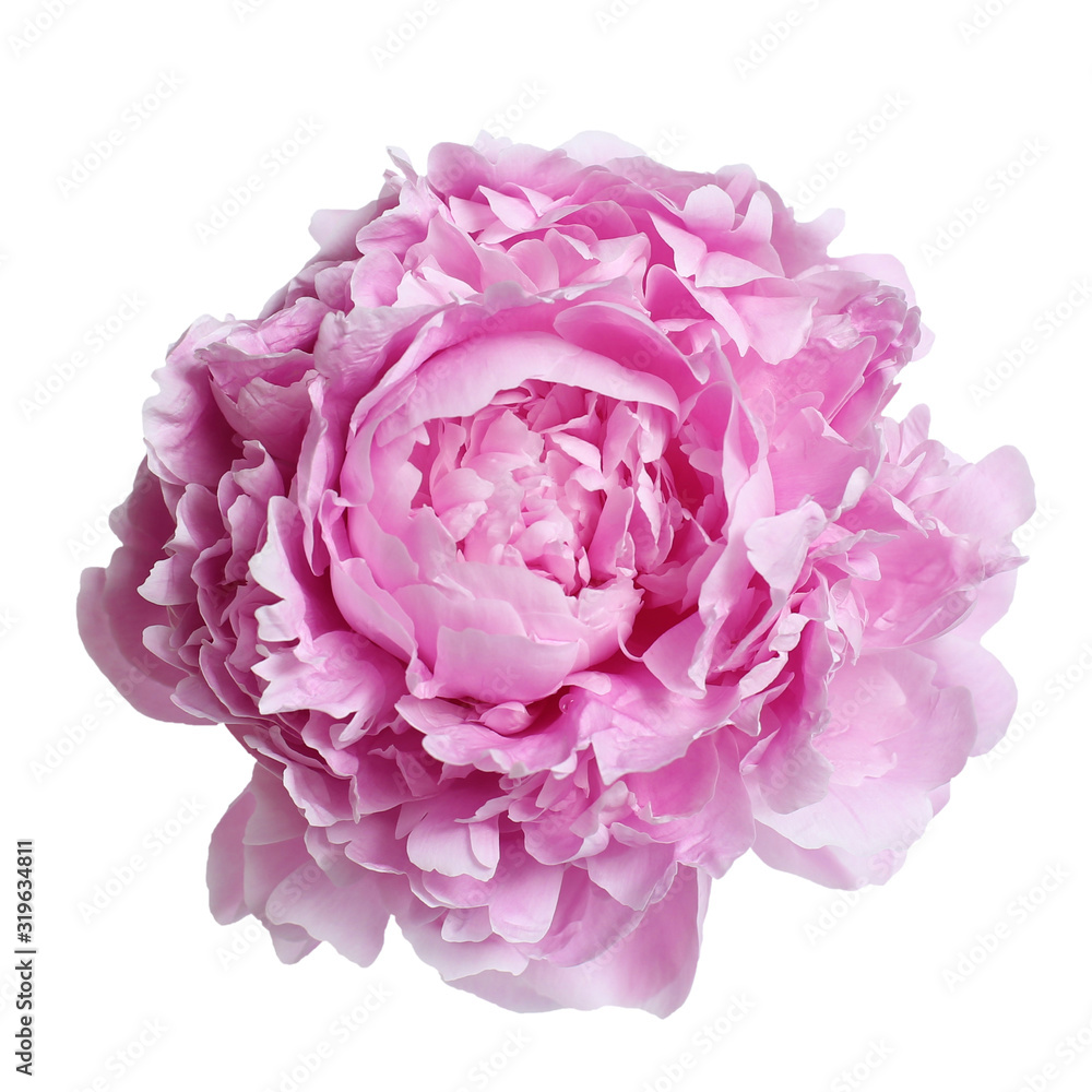 Pink large peony isolated on a white background Pink large peony isolated on a white background