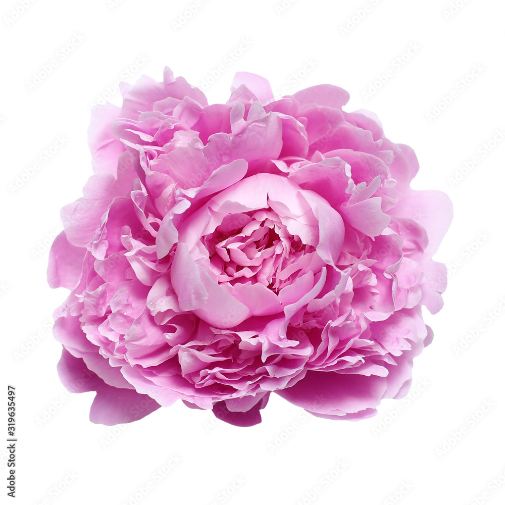 Pink large peony isolated on a white background Pink large peony isolated on a white background