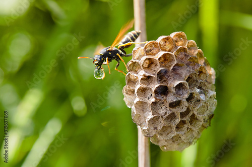 a wasp crawling along its nest with a drop of water