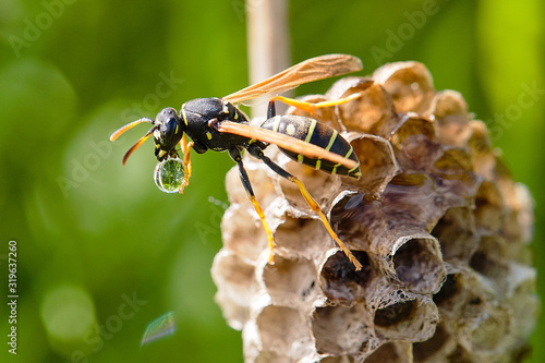 a wasp crawling along its nest with a drop of water