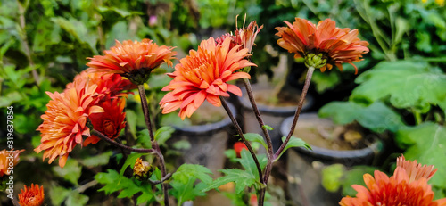 A beautiful flower of the orange chrysanthemum