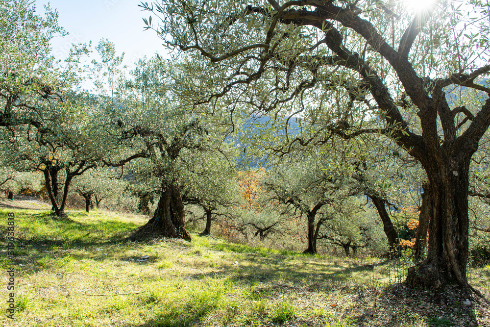 Sun rays through the branches of an old olive tree, with twisted branches. Fall in Provence in France. Sun rays through the branches of an old olive tree, with twisted branches. Fall in Provence in France.