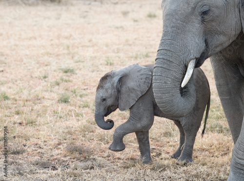 baby african elephant with mom