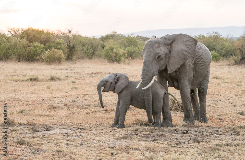 baby african elephant with family