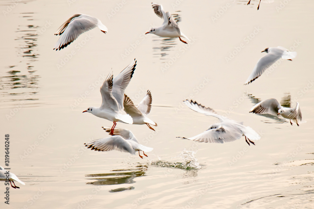 Seagulls flying above river water