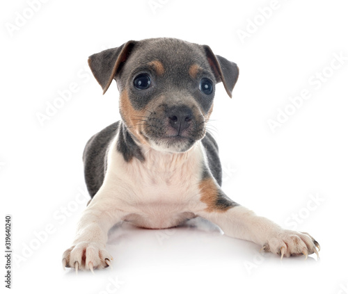 puppy brazilian terrier in studio