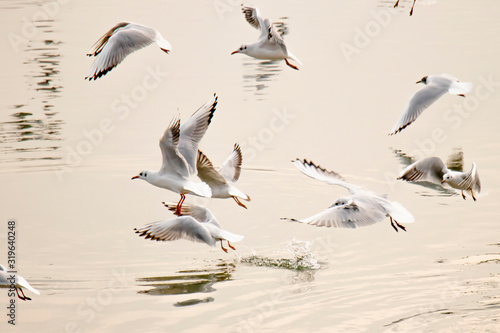 Seagulls flying above river water