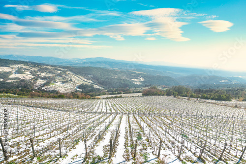 Vineyards rows covered by snow in winter. Riparbella, Pisa, Italy photo