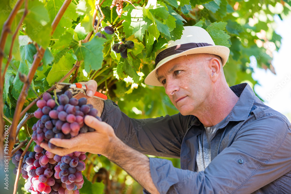 Winegrower man picking ripe red grapes