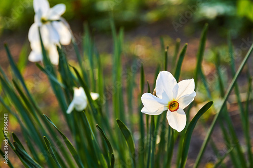 White blooming daffodils in spring garden. Closeup, selective focus