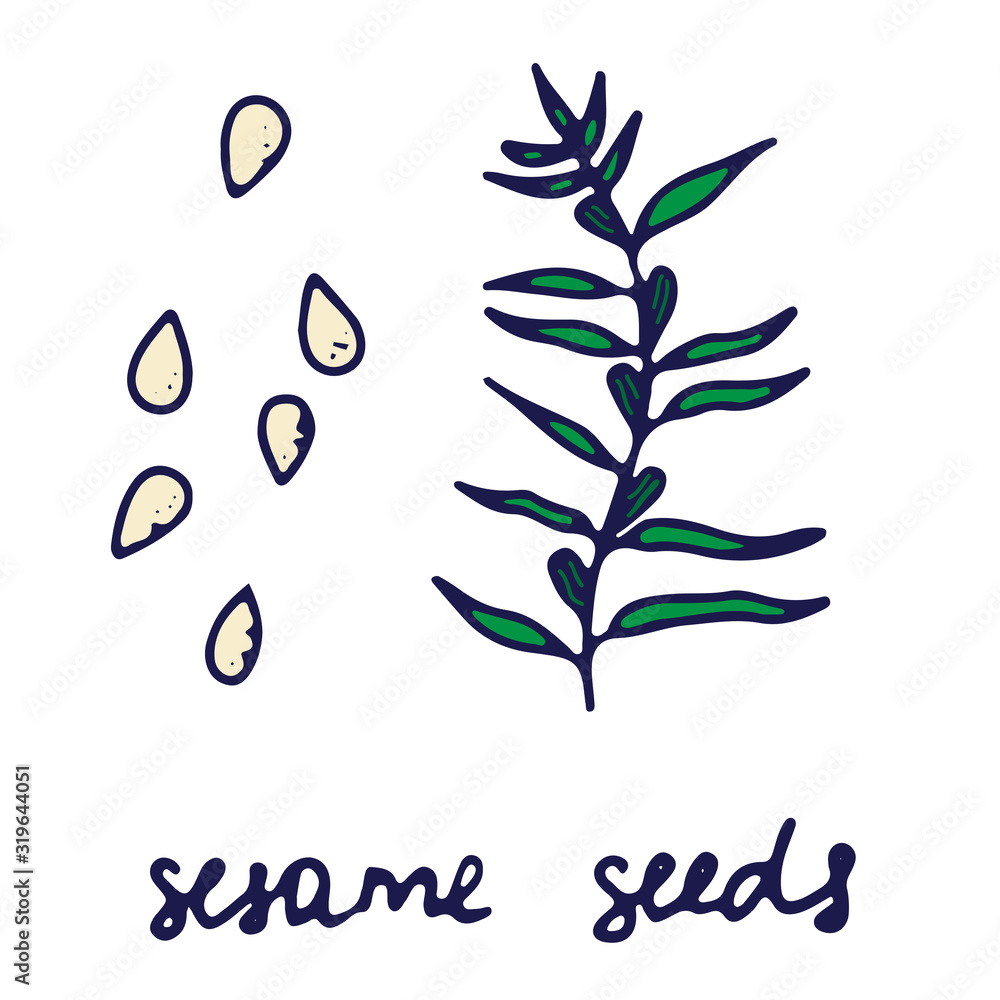 Obraz premium Hand drawn isolated indian food icon. Color fill illustration of indian spice. Sesame seeds icon