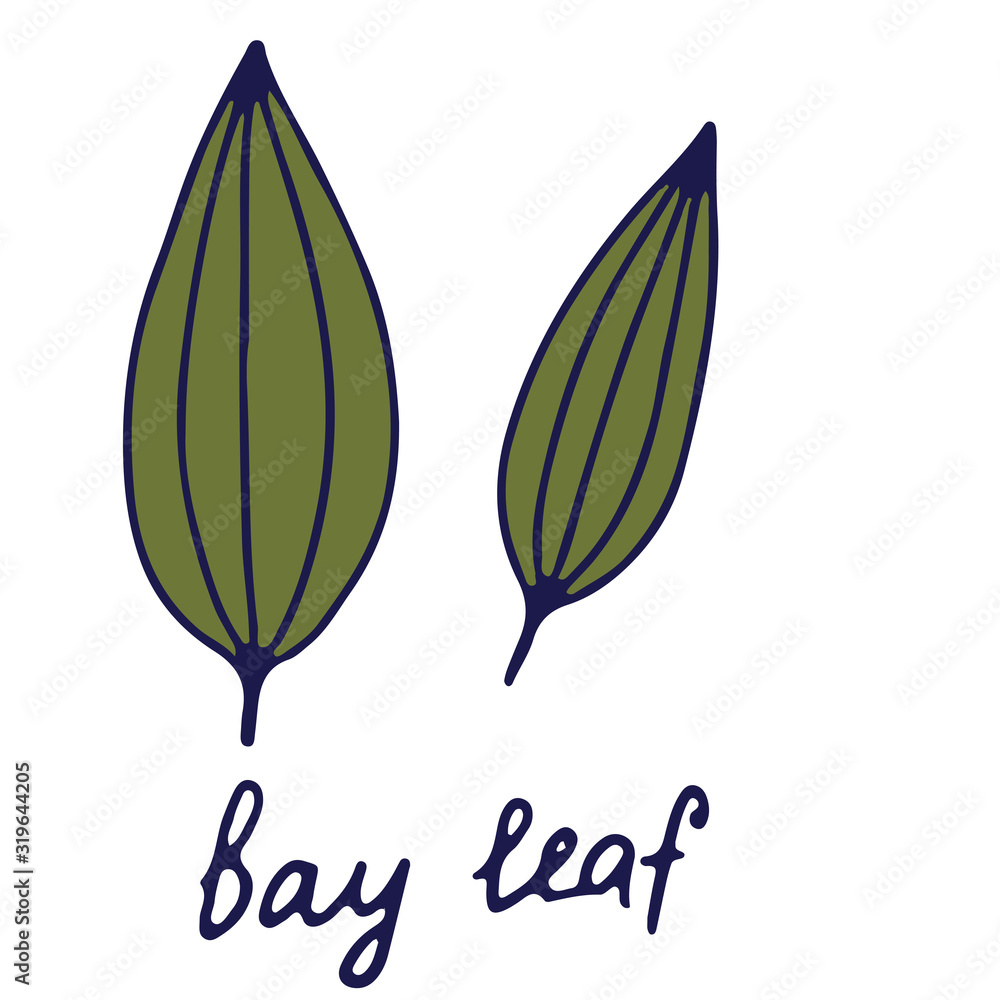 Hand drawn isolated indian food icon. Color fill illustration of indian spice. Bay leaf icon Hand drawn isolated indian food icon. Color fill illustration of indian spice. Bay leaf icon