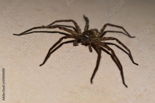 Scary and dangerous spider laying on the floor and looking at the camera lens. Nightmare of many people.