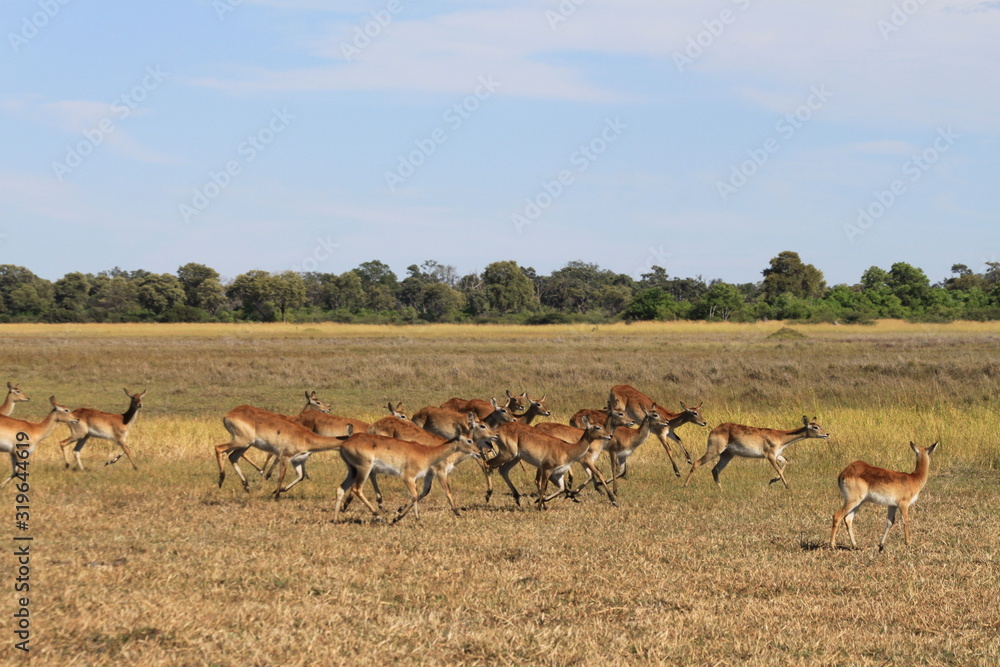 Gazelle and antelope group in the bush Gazelle and antelope group in the bush