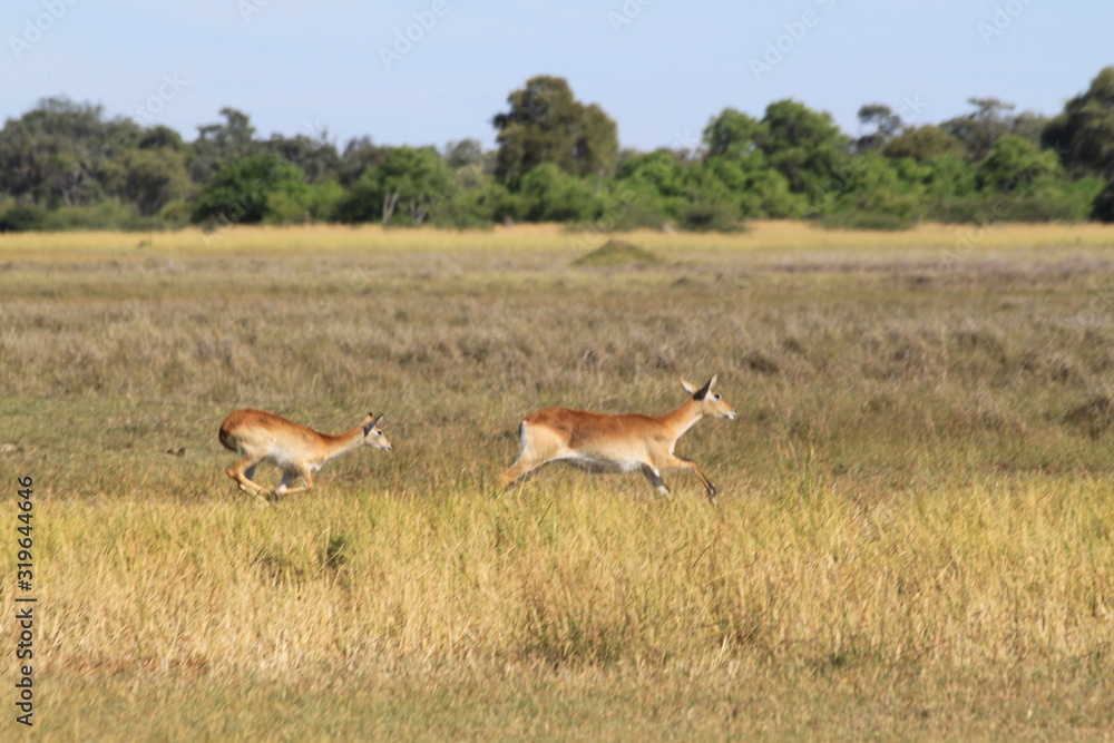 Gazelle and antelope group in the bush Gazelle and antelope group in the bush
